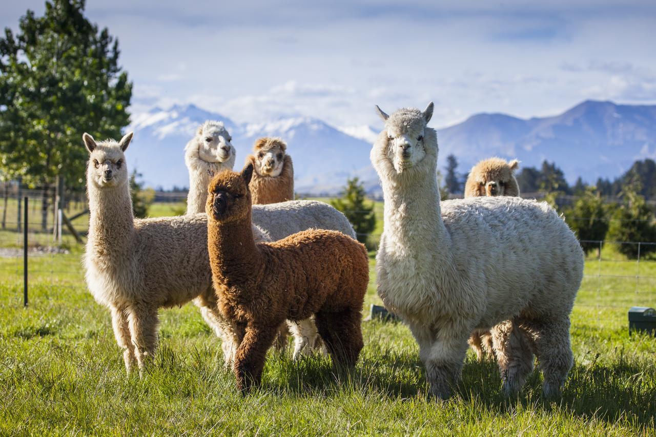 Criffel Station Farmstays Luggate エクステリア 写真