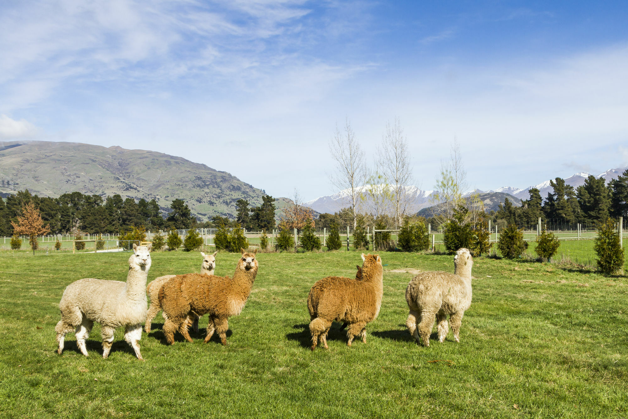 Criffel Station Farmstays Luggate エクステリア 写真